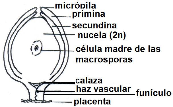 El ÓVULO de las Gimnospermas consta de un corto funículo, una amplia calaza a donde llega el haz vascular que puede prolongarse hacia los tegumentos o no.