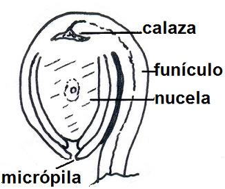 Gimnospermas y en la nucela (diploide) del óvulo de las Angiospermas se diferencia la célula madre (2n) de las megasporas o macrosporas, la