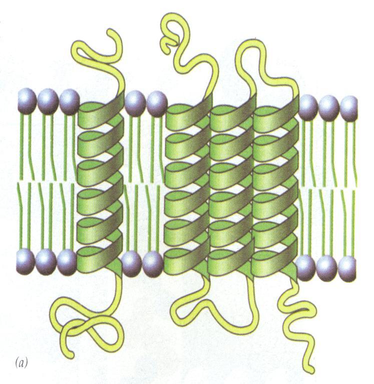 Proteínas Integrales dsf son las que atraviesan totalmente la bicapa de lípidos y tienen dominios a ambos lados de la membrana al igual que los lípidos, también son anfipáticas y