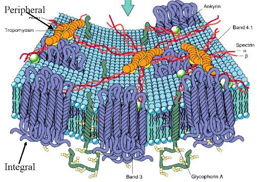 Proteínas Integrales Banda 3: glucoproteína (homodímero), con carbohidrato pequeño (6-8%), tiene la función de transportar aniones durante el proceso de respiración.
