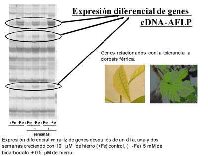 es Developmental Biology and Genetic