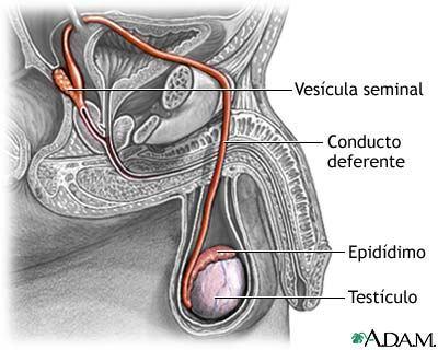 El aparato reproductor masculino: Los conductos genitales