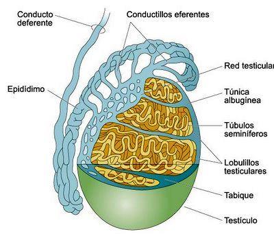 El aparato reproductor masculino: Los testículos Situados en el escroto, fuera de la cavidad abdominal Divididos en lobulillos, separados por la túnica