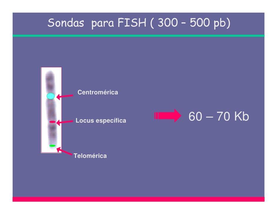 FISH Multicolor Sondas Se utilizaron dos diferentes sondas de ADN: sonda alfa satélite y una