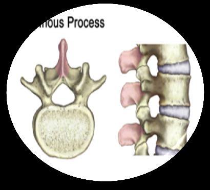 Pag 3 Partes de una vertebra tipo