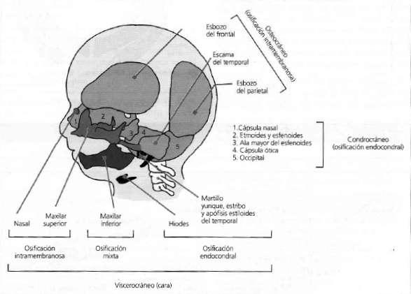 porción inicial del tubo digestivo y del aparato respiratorio; se trata del viscerocráneo o esplacnocráneo.