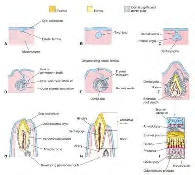 Desarrollo y formación del patrón coronario: El ciclo vital de los órganos dentarios comprende una serie de cambios químicos, morfológicos y funcionales que comienzan en la sexta semana de vida