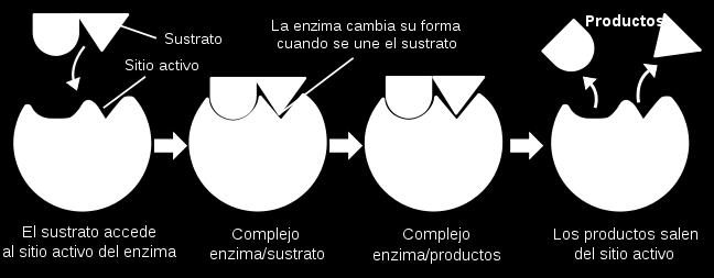 4 4 Etapas de una reacción mediada por enzimas Las etapas en una reacción mediada por enzimas son las siguientes: 1. Formación del complejo enzima-sustrato 2. Reacción química 3.