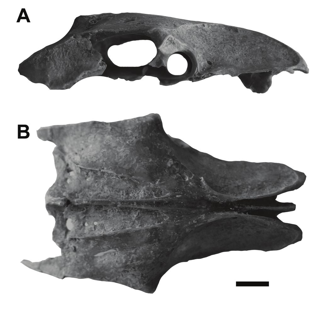 ORNITOLOGÍA NEOTROPICAL (2017) 28: 321 331 Figura 4. Colaptes naroskyi sp. nov., MFJM 00639 (holotipo), sinsacro en vistas. A lateral derecha; B dorsal. Escala 0,5 cm. Figura 5. Colaptes naroskyi sp. nov., MFJM 00639 (holotipo). Extremo proximal de escápula izquierda en vistas dorsal (A) y lateral (B).
