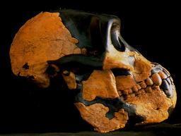 Australopithecus afarensis (3.9 3.