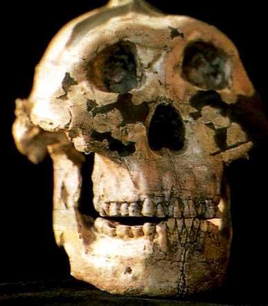 Australopithecus boisei (2.3 1.