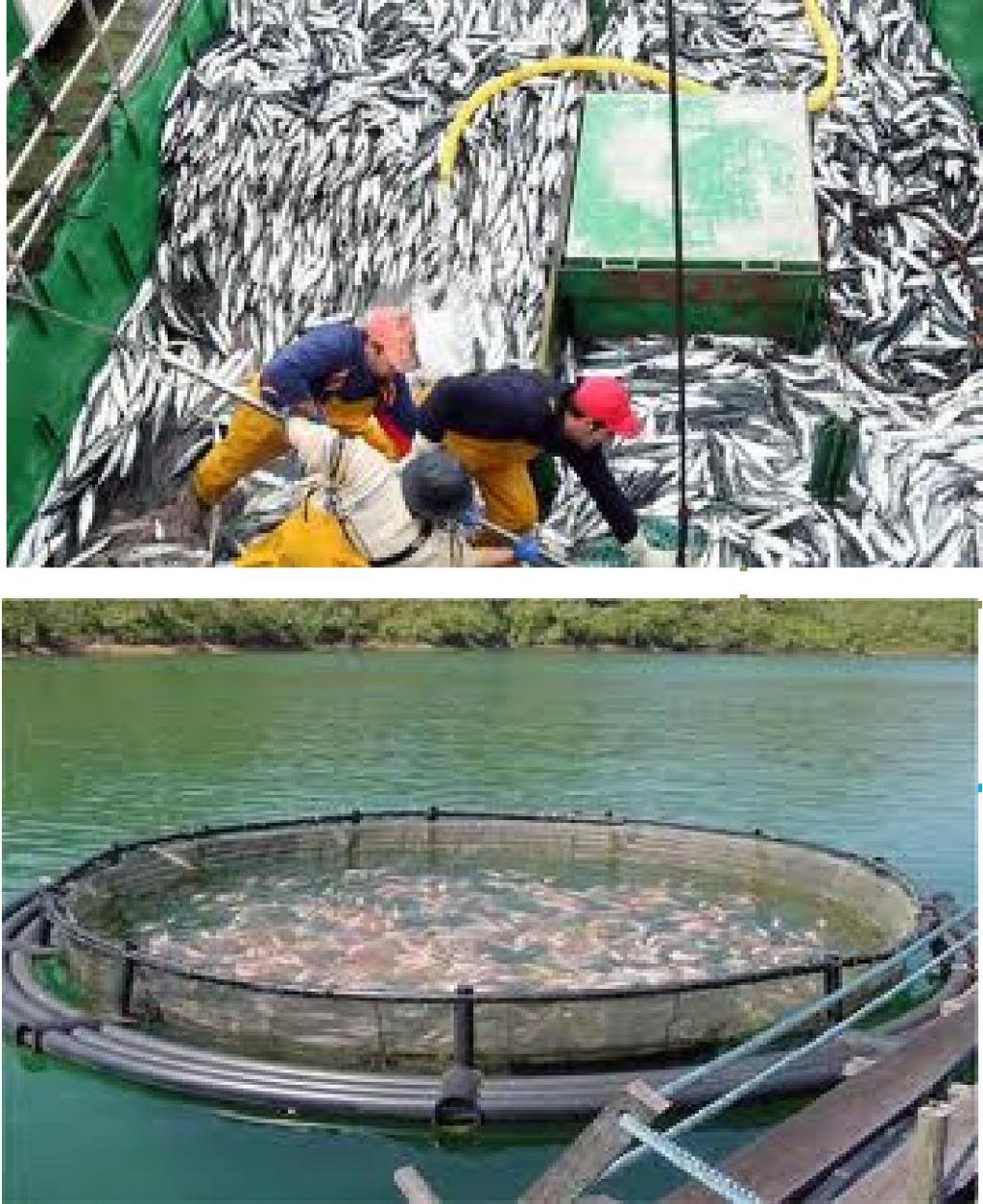 - Conflicto - Malas con la prácticas: pesca artesanal desechos y de turismo. procesamiento de peces PESCA botados INDUSTRIAL: al río o mar.