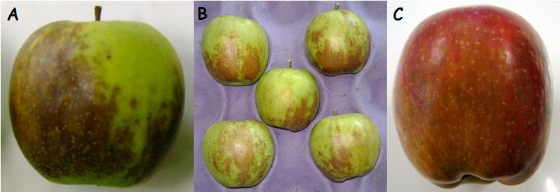 El daño oxidativo es superficial, por lo que generalmente no compromete la pulpa del fruto; se manifiesta como manchas pardas sobre la piel (Foto.