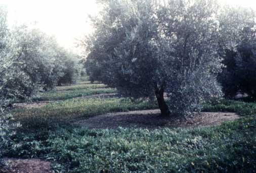 Figura 5. Cubierta Vegetal en olivar con los ruedos limpios de malas hierbas con el objeto de facilitar la recolección de aceituna.