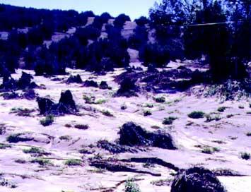 Figura 2. Grandes daños causados por el agua de escorrentía de una intensa lluvia en el verano de 1997. Finca Guadalmoral, Baena (Córdoba).
