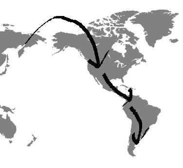 Asian origin of Amerindian populations