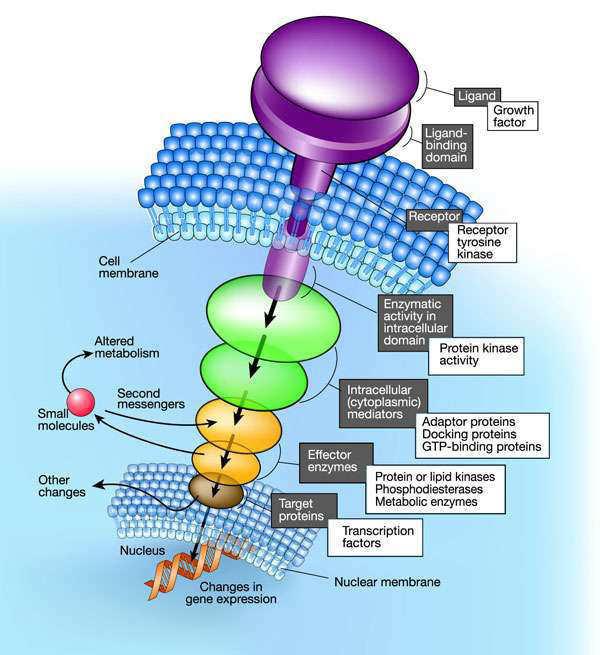 5 tipos de proteínas codificadas por proto-oncogenes que participan en el control del crecimiento celular Clase I: Factores de crecimiento (Growth Factors) Clase II: Receptores para Factores de
