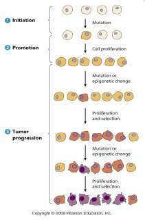 una o varias células, ciclo celular alterado Progresión: mutaciones