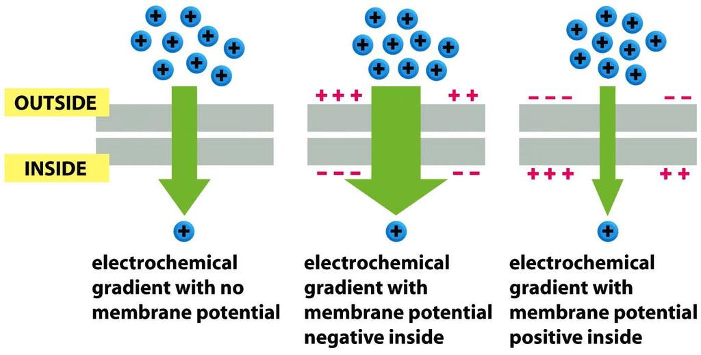 EL GRADIENTE ELECTROQUÍMICO Si el soluto tiene una carga neta, tanto el gradiente de concentración como el potencial de membrana (diferencia eléctrica potencial a través de la membrana) influyen en
