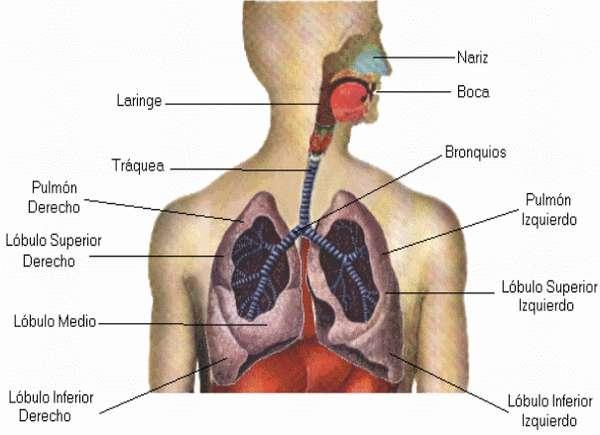 5-Sistemas Son agrupaciones de órganos que trabajan coordinadamente para