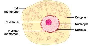 4.-CÉLULAS: unidad básica del cuerpo humano - Organización de la célula; Núcleo (membrana nuclear) Citoplasma (membrana celular) Protoplasma: Compuesto básicamente por: Agua