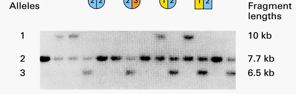 Los patrones de RFLP se heredan y segregan en forma mendeliana Digestión del ADN con enzima de restricción Electroforesis Transferencia a membrana: (southernblot), e hibridización con sonda