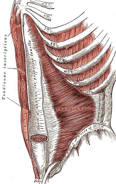 aponeurosis del músculo trans-verso abdominal contribuye a la formación de la capa profunda de la vaina del músculo