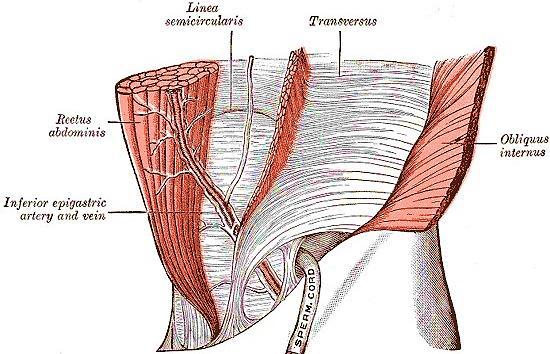 anterior y posterior del músculo recto.