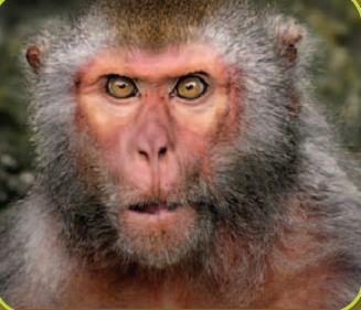LOS MONOS RHESUS Y EL RH El factor Rh de la sangre humana fue descubierto en 1940 por el Doctor Landsteiner, durante unos experimentos realizados con monos macacos Rhesus, de allí el nombre del