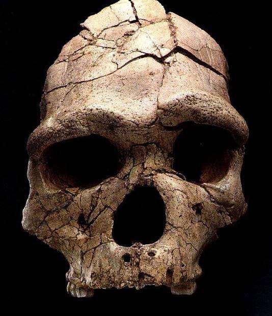 Homo heidelbergensis 37 38 200.