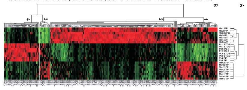 Comparaciones genómicas: principales resultados 7645 genes (humano, chimpancé, ratón) Se buscan genes con dn/ds>1 Principales categorías de genes con evidencia de selección positiva (1524 en humanos