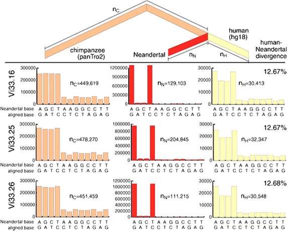 Comparaciones pareadas de ADN mitocondrial Genoma nuclear de H. neanderthalensis: Similitud muy alta con H. sapiens (99.