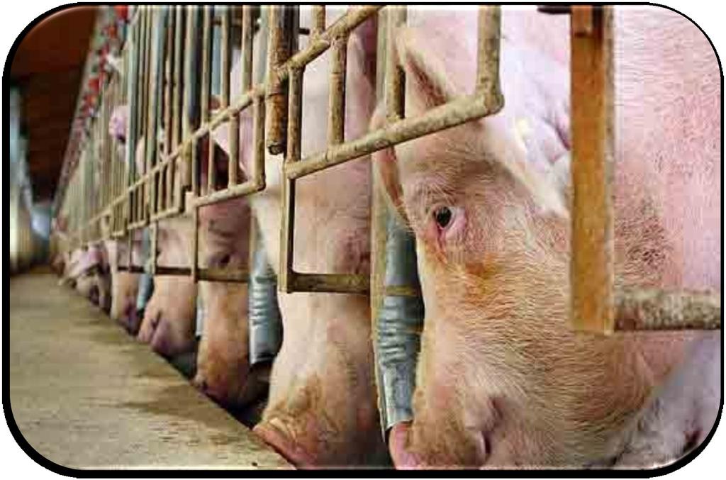 Alimento El alimento que se suministrara en las granjas porcinas deberá cumplir con los requisitos