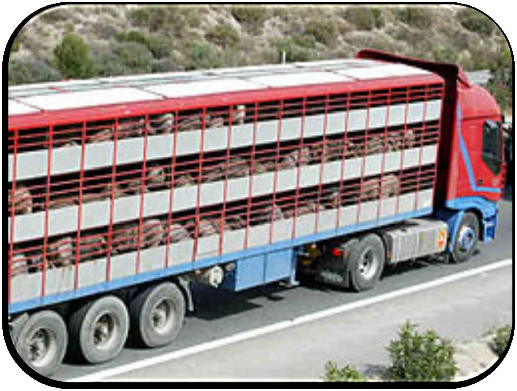 Transporte de Animales Las unidades de transporte inmediatamente después de entregar a los cerdos en su destino,