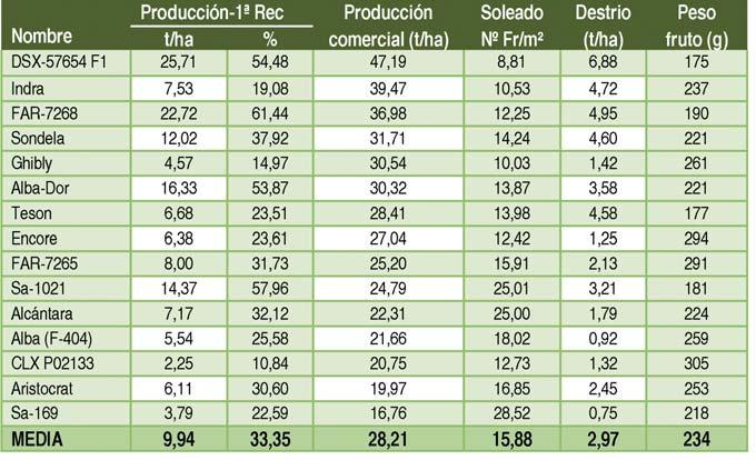 Sa-169, SA-1021 y Alcantara fueron las variedades con mayor cantidad de fruto soleado, lo que ha incidido negativamente en la producción comercial final.