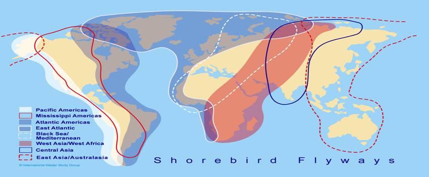 Corredores migratorios En la Región Neotropical existen tres grandes corredores migratorios: Pacífico, Atlántico y central o del Mississippi.