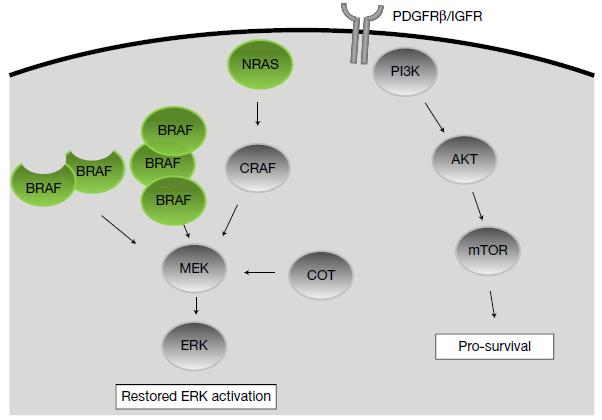 Resistencia adquirida a Inhibidores de BRAF MAPK-dependent resistance MAPK-independent resistance NRAS mutations RAS/CRAF activation BRAF V600 mutation truncation /amplification PI3Ki or AKTi PTEN