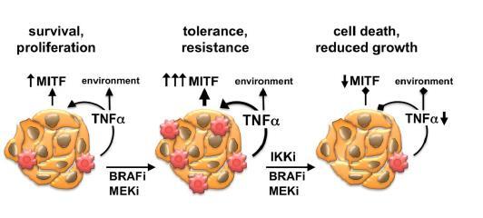 MAPK a través TNFα derivado macrófagos a traves de MIFT Microambiente podría explicar respuestas
