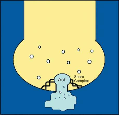 56 ceptores de membrana en la terminación nerviosa, y la cadena ligera ejerce su acción a nivel de las proteínas encargadas del proceso de fusión entre las vesículas que contienen los
