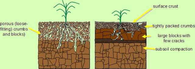 Factores físicos en la nutrición de las plantas Bajar la resistencia del suelo a la exploración de las raíces Aumentar el volumen explorado: absorción =