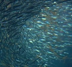 OBJETIVOS DE LA POLÍTICA PESQUERA COMÚN La Política Pesquera Común debe: Garantizar una pesca y un