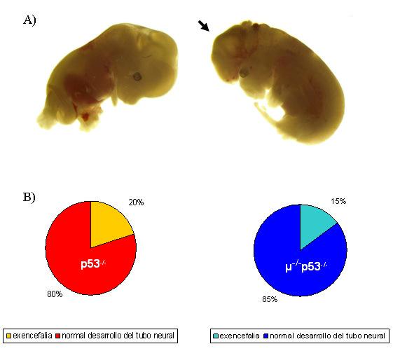 Resultados Figura 24. Estudio de exencefalia en los embriones p53-/- y µ-/-p53-/-.