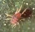 Araña roja (Tetranychus urticae) Observar la aparición de la plaga en las últimas brotaciones. Tratar si se alcanza un 10% de hojas afectadas. COMANCHE Plus 20-30 grs.