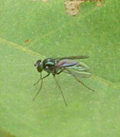 Silba pendula Bezzi El aspecto de insecto es el de una mosca fina, bien delgada, con semejanza a un zancudo, por su aspecto delgado y sus finas
