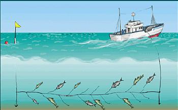 849 toda la flota existente en aguas interiores se desplazó hacia aguas exteriores Red de arrastre fondo: permite vulnerar de manera eficaz los peces cuando estos se encuentran cercanos al fondo