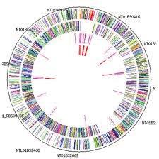 Genoma Totalidad de instrucciones genéticas presentes en un organismo Totalidad de la información hereditaria de un organismo.