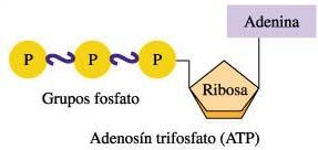 Las topoisomerasas son enzimas capaces de encadenar y desencadenar