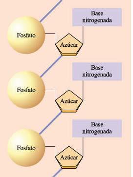 Los ácidos nucleicos tienen tres componentes principales
