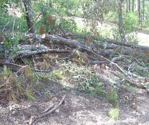 Se observaron desperdicios de los árboles que no han sido tratados.