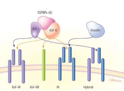 El receptor de IGF1 (IGF-1R)presenta una